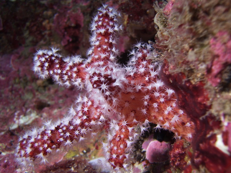 Corail
