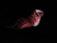 	Serranus cabrilla