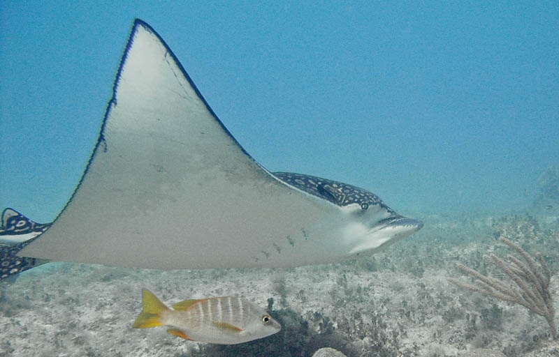 Eagle ray