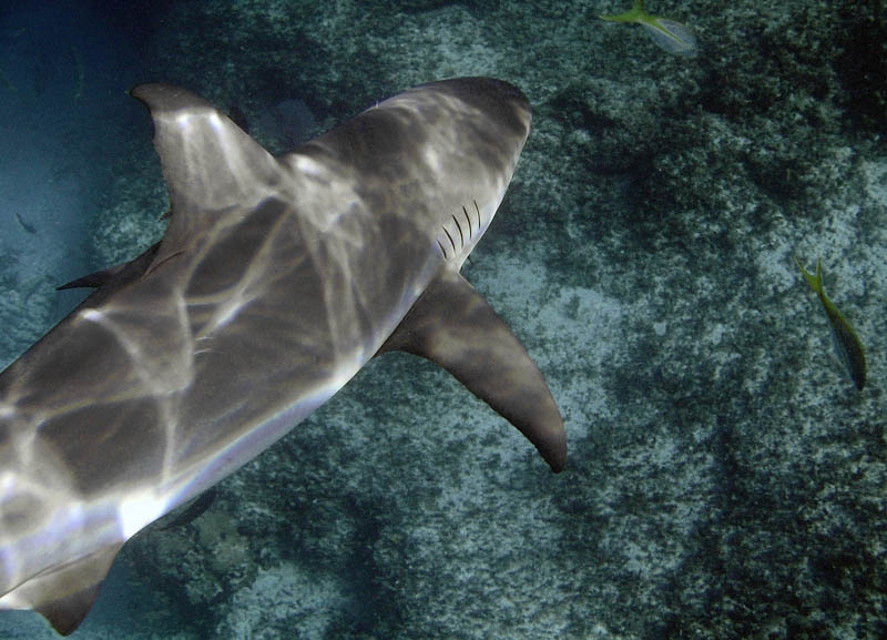 Reef shark