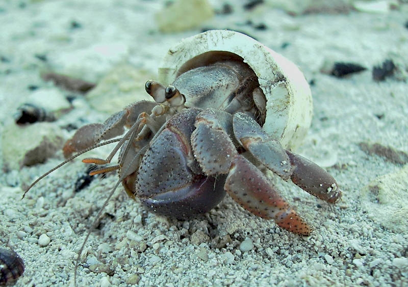PVC-Crab