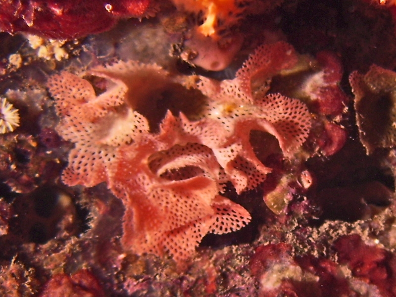Dentelle de Neptune