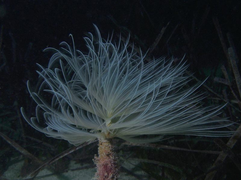 Spirographe