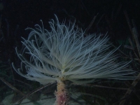 	Spirographis spallanzani