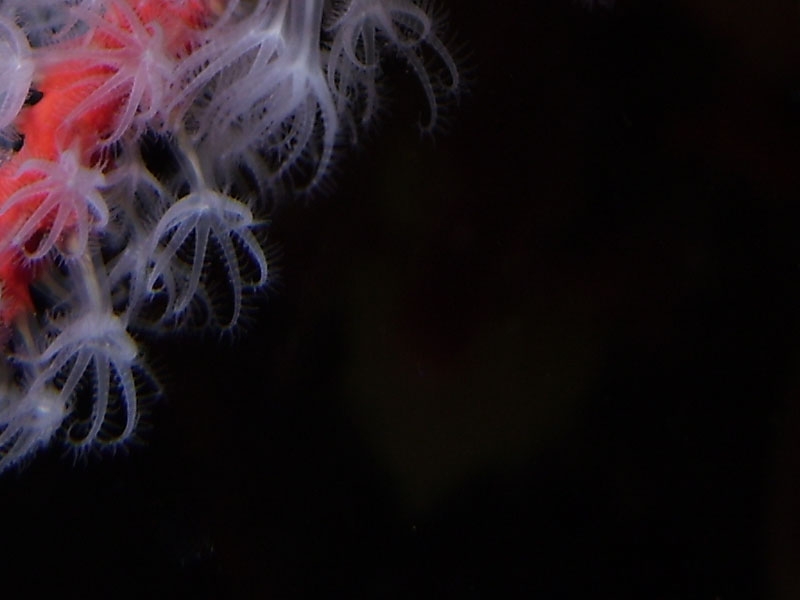 Corail