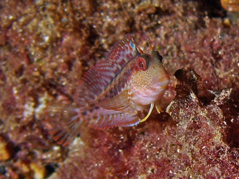 Blennie pilicorne