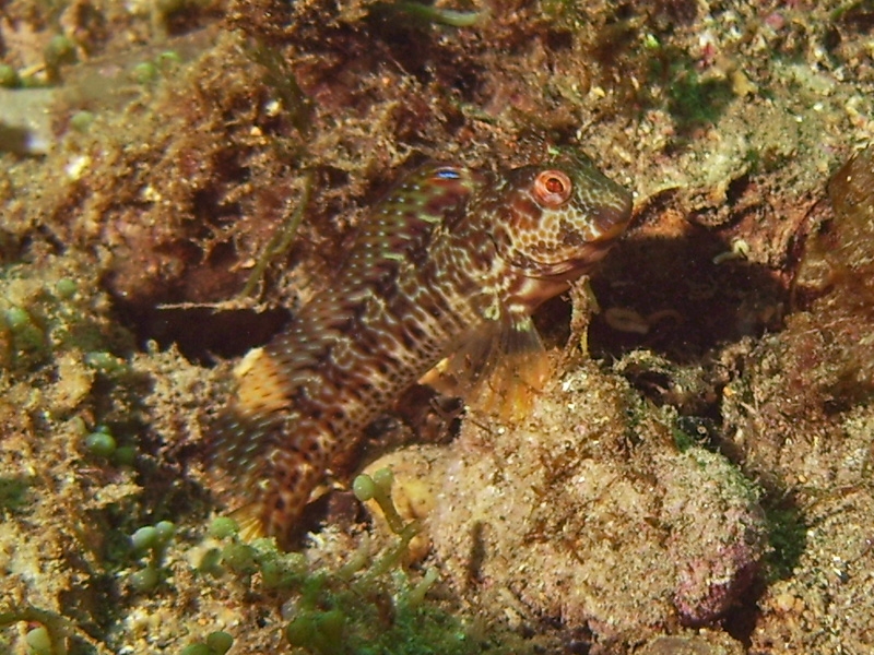 Blennie pilicorne