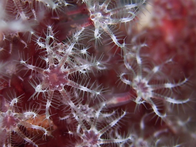 Corail