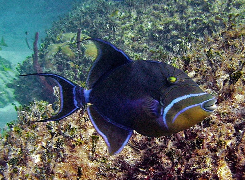 Trigger fish