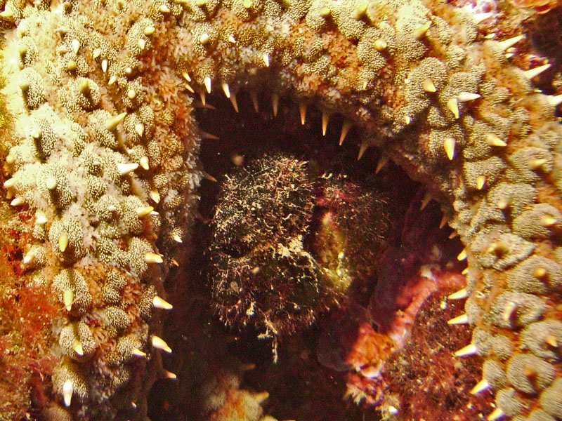 Etoile de mer glaciaire