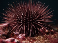 Paracentrotus lividus
