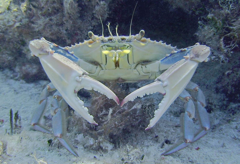 Crab