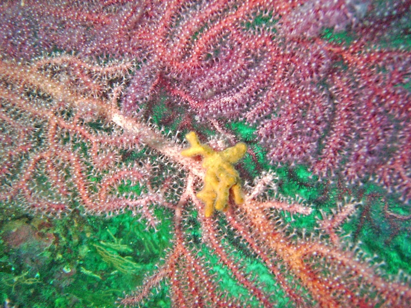 Gorgone + bryozoaire