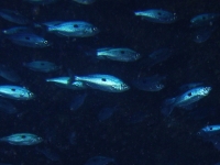 Spicara maena