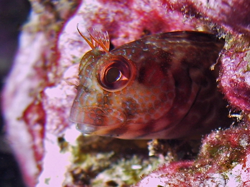 Blennie pilicorne