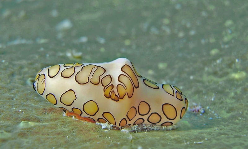 Flamingo tongue