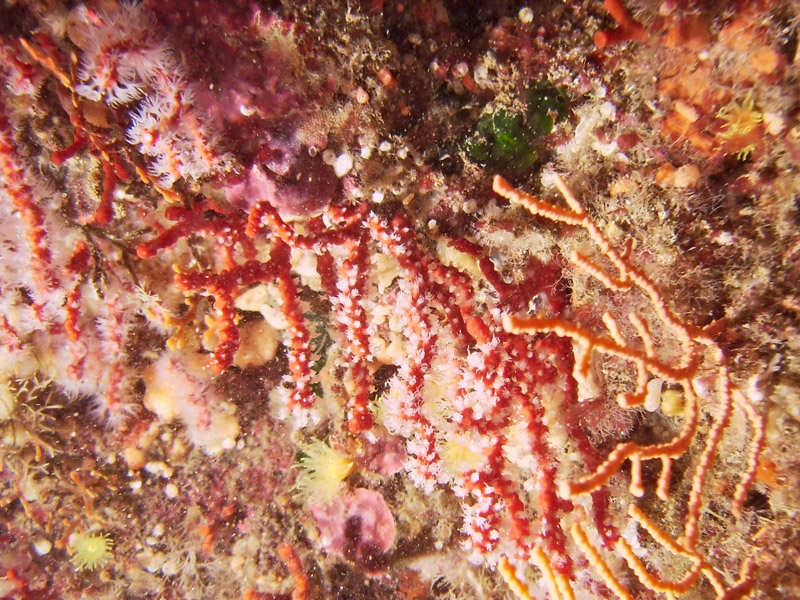 Corail rouge