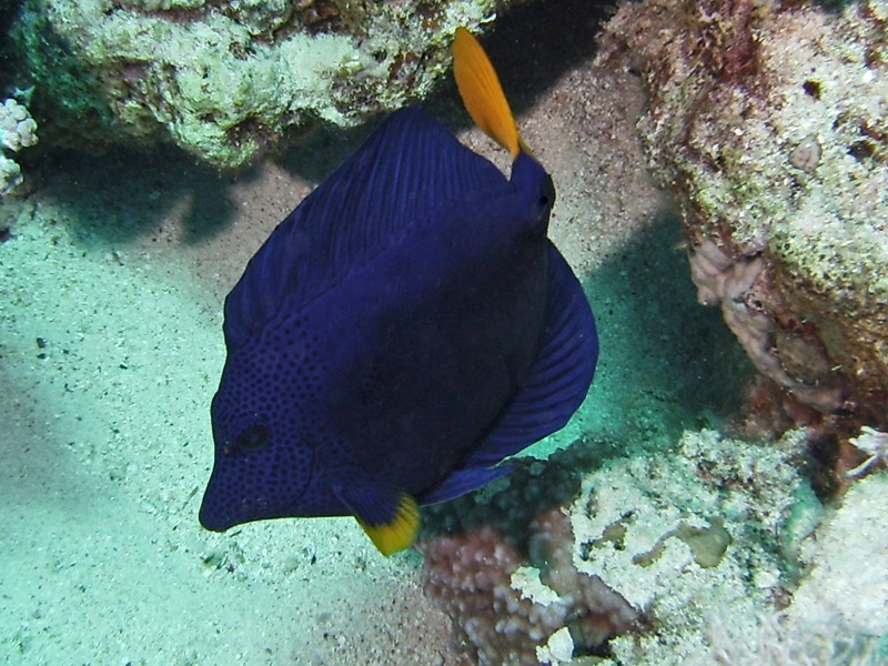 Acanthure  queue jaune