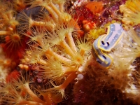 Hypselodoris tricolor