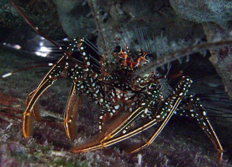 Lobster