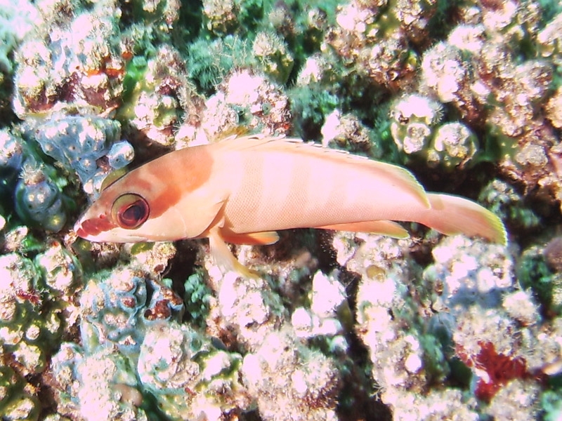 Mrou camouflage