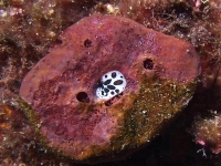 Discodoris atromaculata