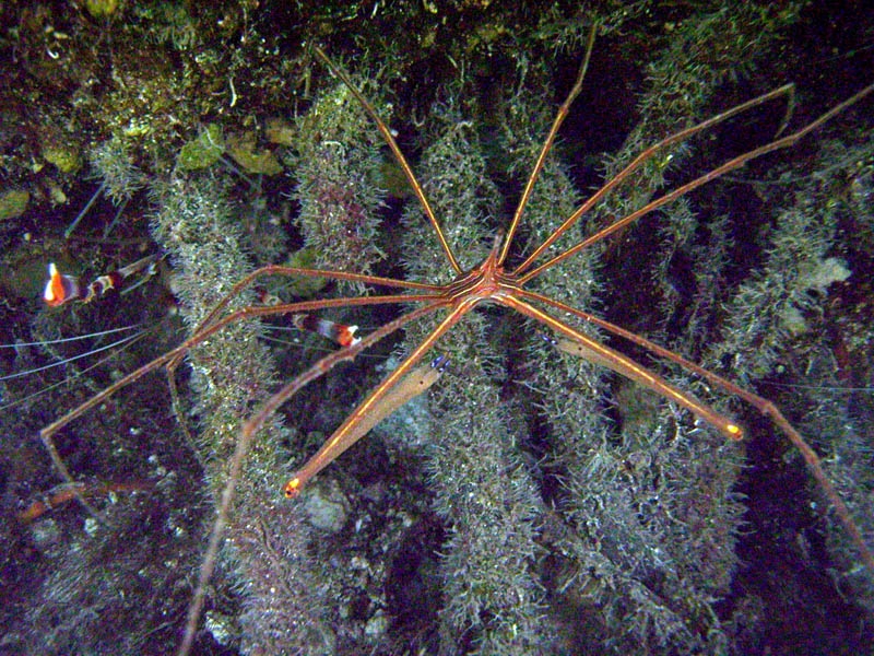Crab