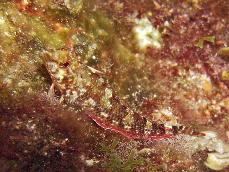 	Triptrygion rouge femelle
