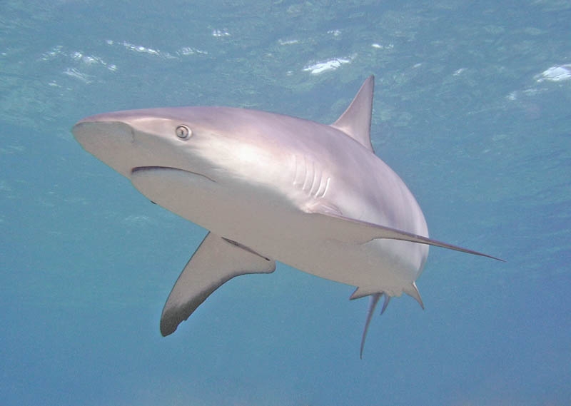 Reef shark