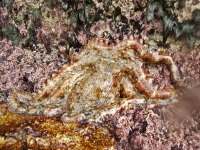 Octopus vulgaris 