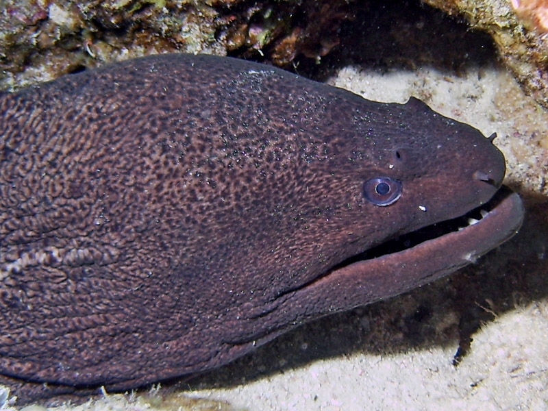 Murne Javanaise