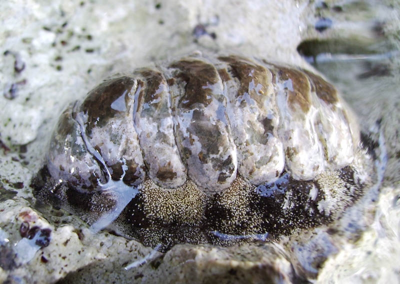 Polyplacophores