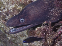 Muraena helena