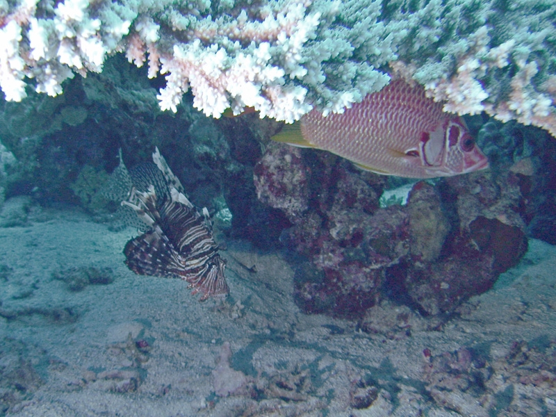 	Lion / rascasse volante + cureuil de mer
