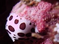 Discodoris atromaculata