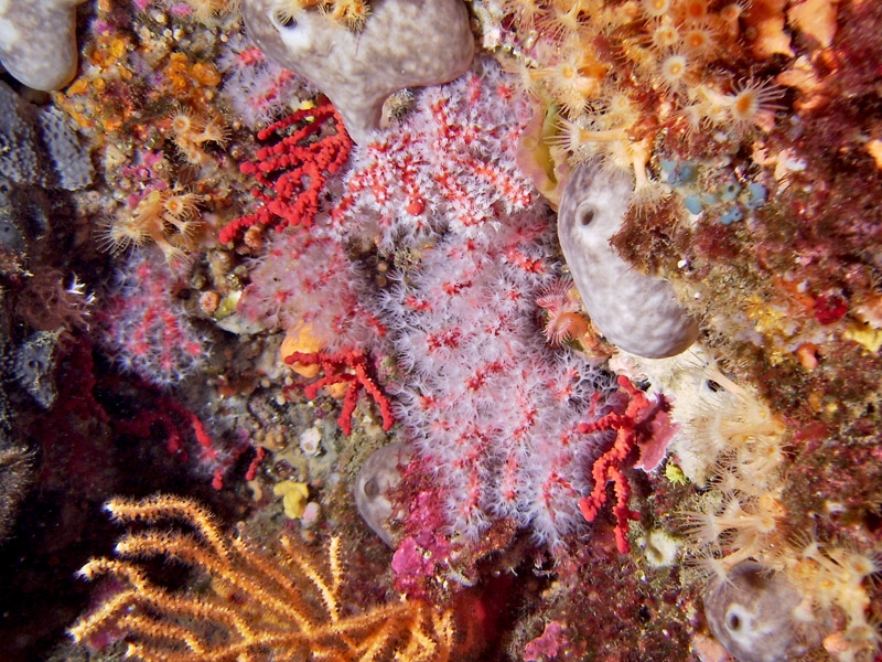 Corail rouge