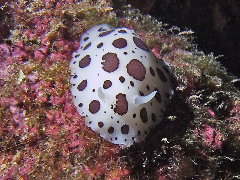 Doris dalmatien