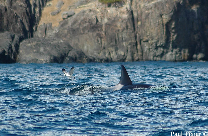 ces transients viennent probablement de tuer un phoque veau marin, ils vont le manger en surface ce qui attire les golands.