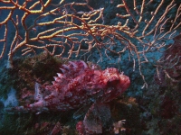 Scorpaena notata