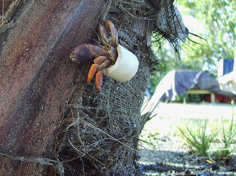 PVC Crab on a tree
