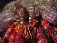 	Dardanus calidus