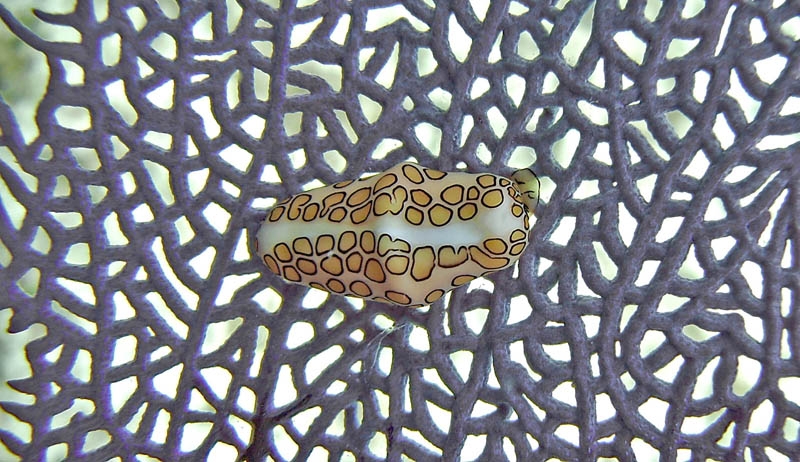 Flamingo tongue