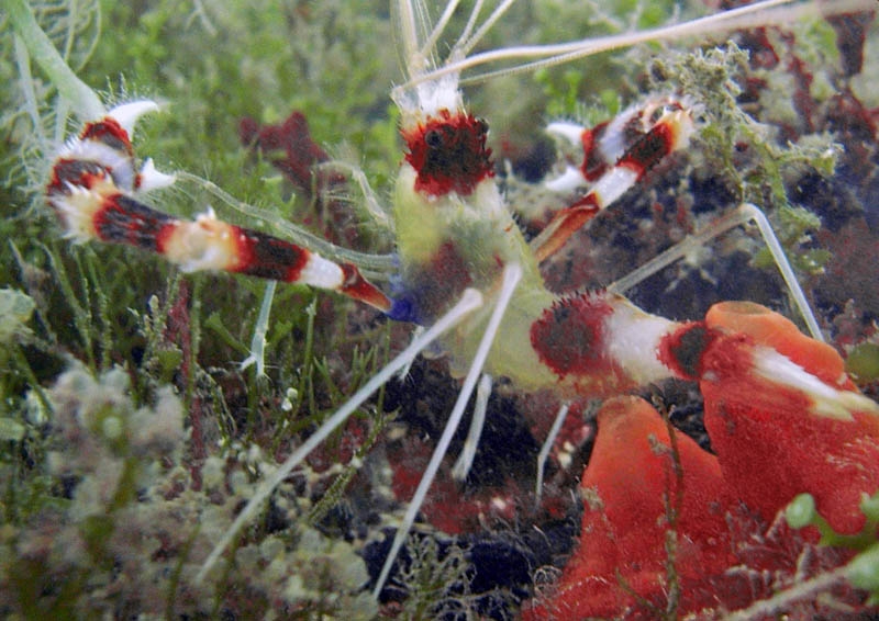 Shrimp
