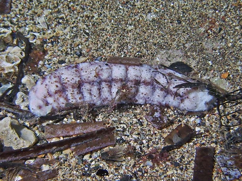 Cadavre d'holoturie