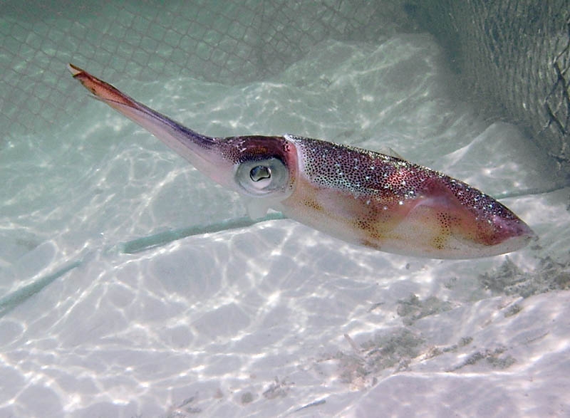 Squid