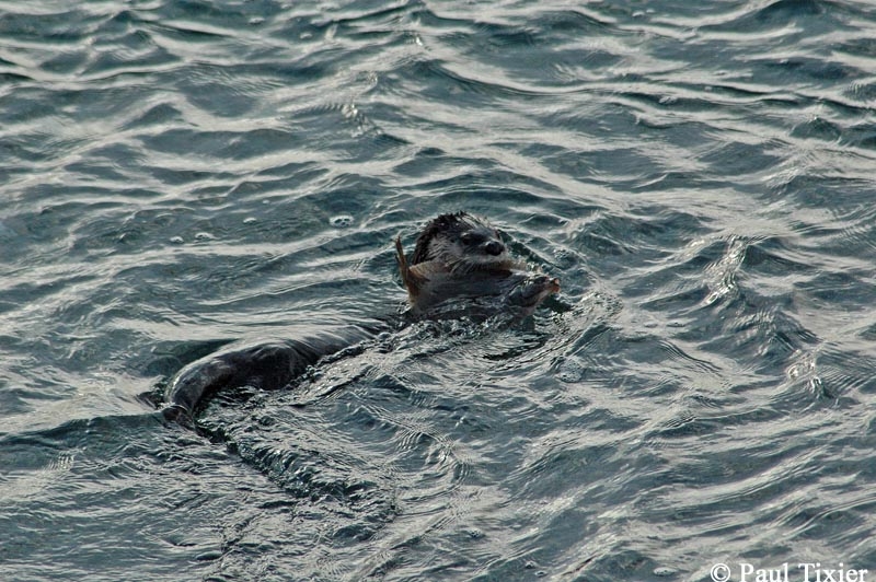 Loutre de rivire tenant une plie canadienne Hippoglossoides platessoides