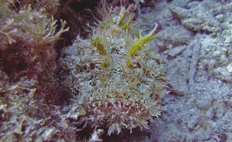 Scorpion Fish