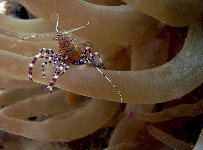 Shrimp