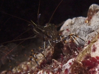 	Palaemon serratus
