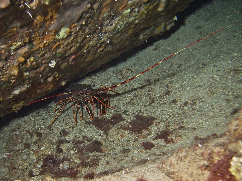 Langouste